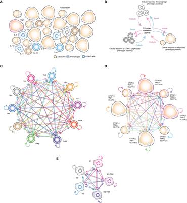 Molecular tracking of insulin resistance and inflammation development on visceral adipose tissue